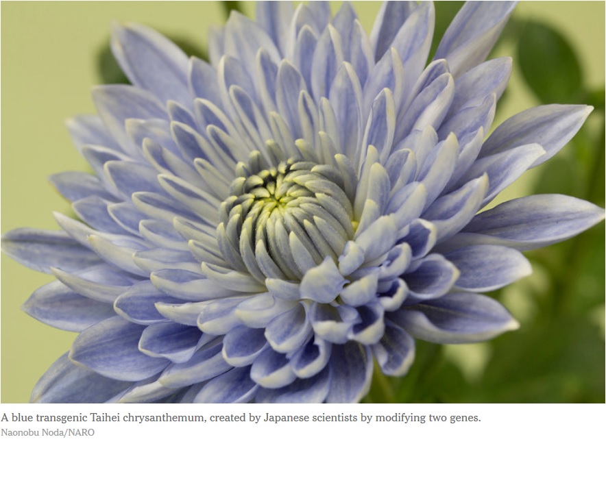 La ingeniería genética crea una flor anormalmente azul