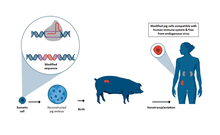 Los órganos de cerdo podrían al fin trasplantarse en humanos