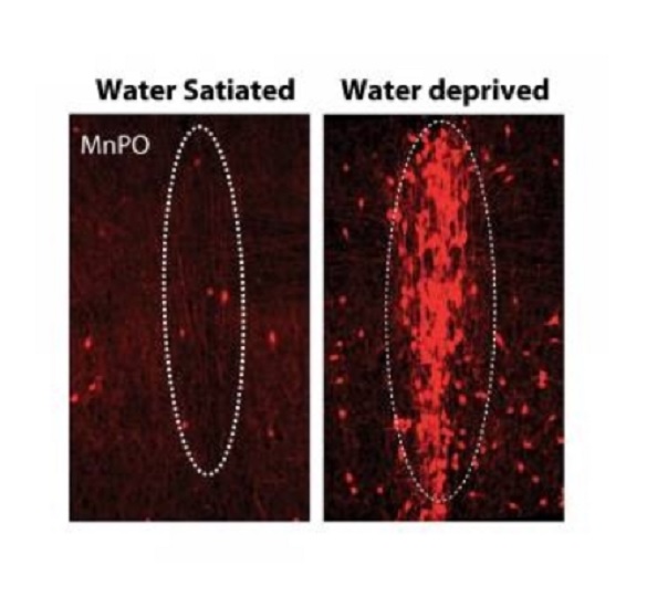 Descubren las neuronas que controlan la sed
