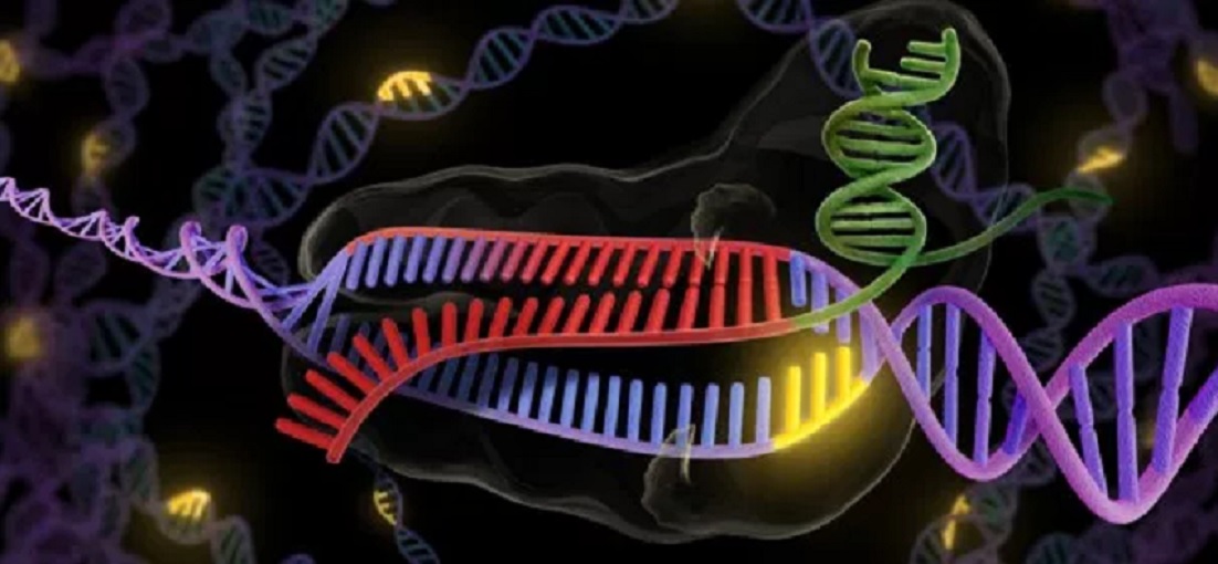 Nueva herramienta CRISPR-Cas logra corregir mutaciones sin cambiar el ADN