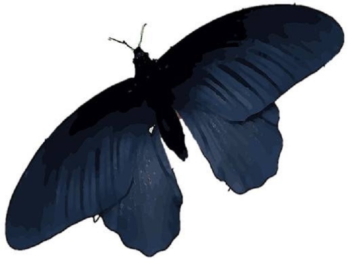 Las alas de la mariposa negra tienen el secreto para mejorar las células solares