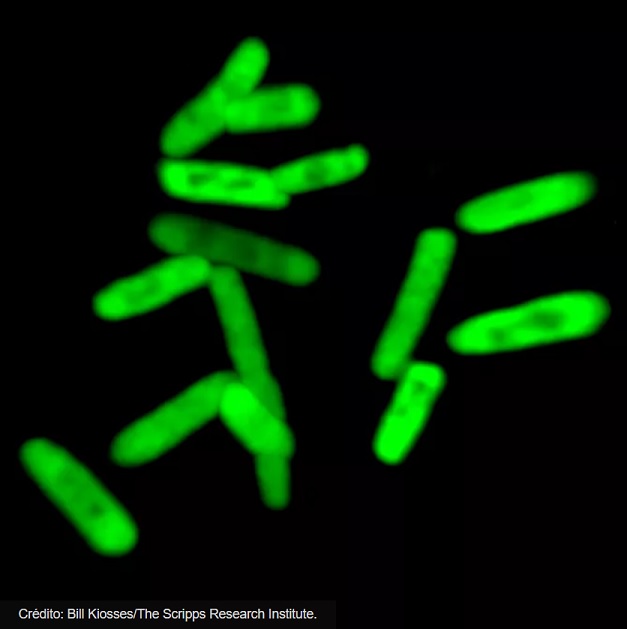 Crean la primera bacteria semisintética con seis letras en su ADN para producir proteínas artificiales