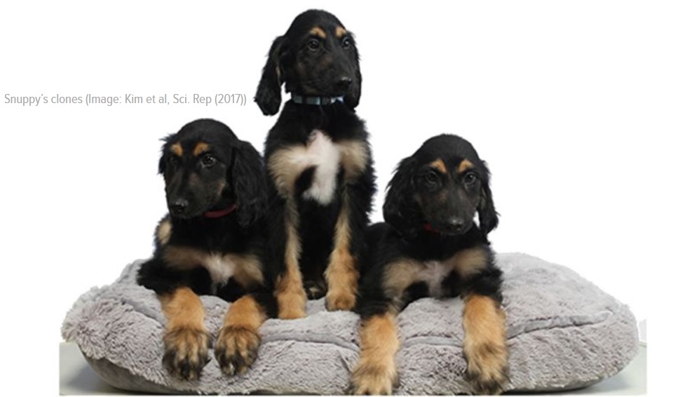 Nacimiento de los clones del primer perro clonado del mundo