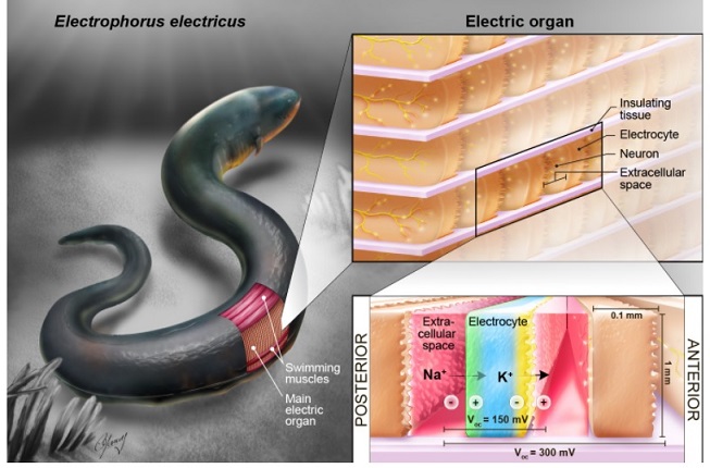 Las anguilas eléctricas podrían ser la clave para energizar los dispositivos implantables