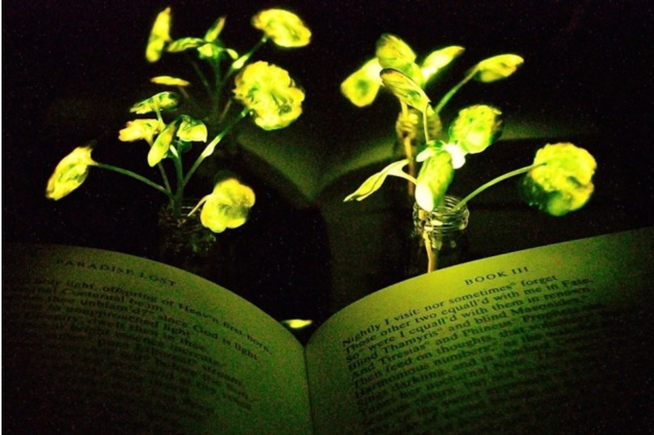 Las lámparas vegetales ya son una realidad