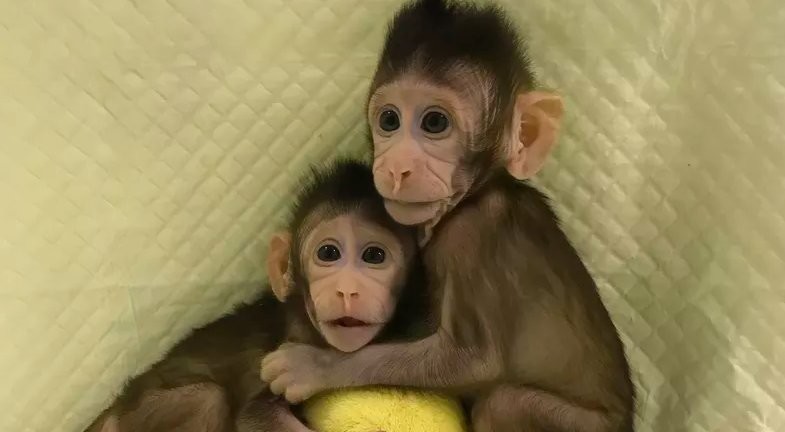 China acaba de clonar los primeros monos de la historia