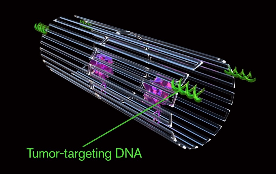 Usan nano-robots de ADN para detectar y eliminar tumores