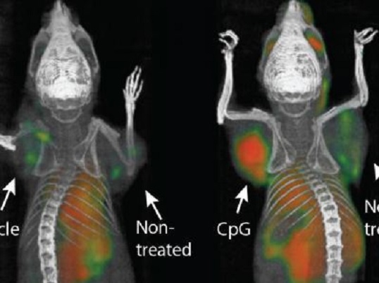 Una 'vacuna' para el cáncer logra eliminar tumores en ratones