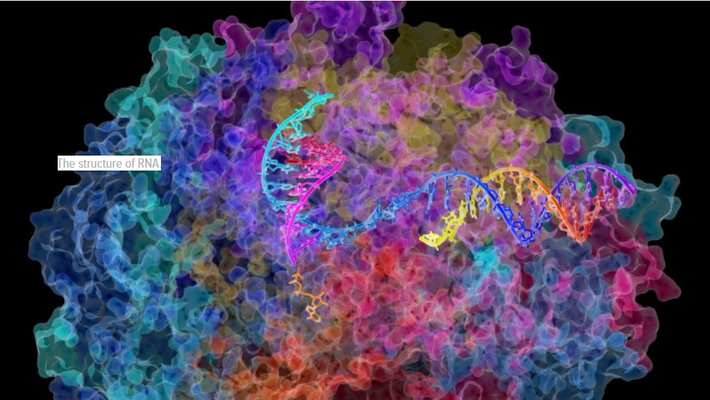 Cómo editar el ARN, no el ADN, podría curar enfermedades en el futuro