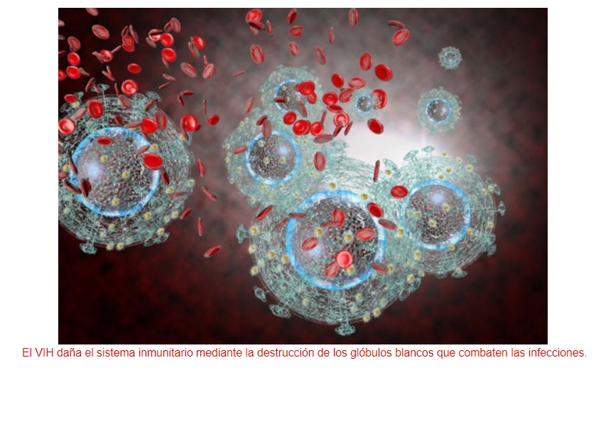 Virus ‘defectuosos’ para frenar la evolución del VIH