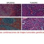 Prueban con éxito una nueva estrategia para la vacuna contra el cáncer