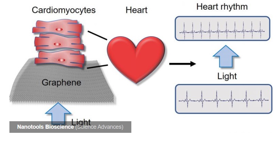 Logran controlar el latido de células cardíacas de forma remota usando luz y grafeno