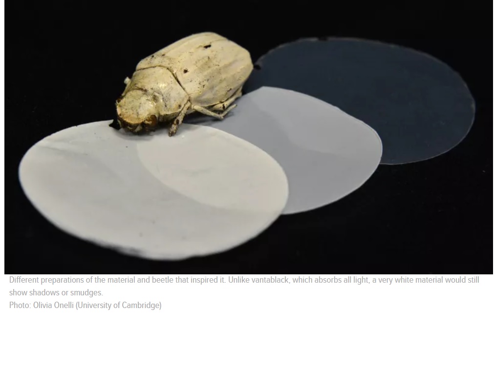 Nuevo material súper blanco inspirado en el misterioso escarabajo blanco