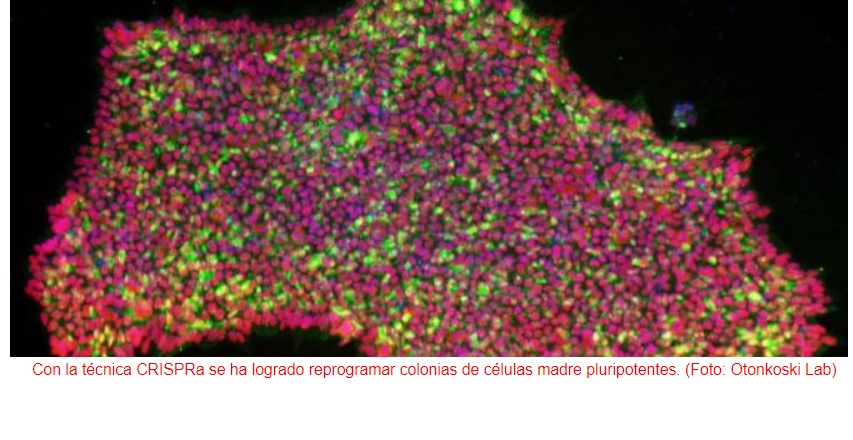 Nuevo método para transformar células de la piel en células madre pluripotentes