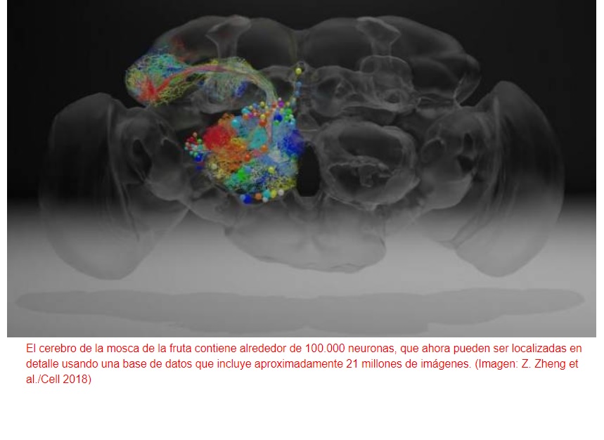 Escanean, con resolución nanométrica, un cerebro completo de mosca