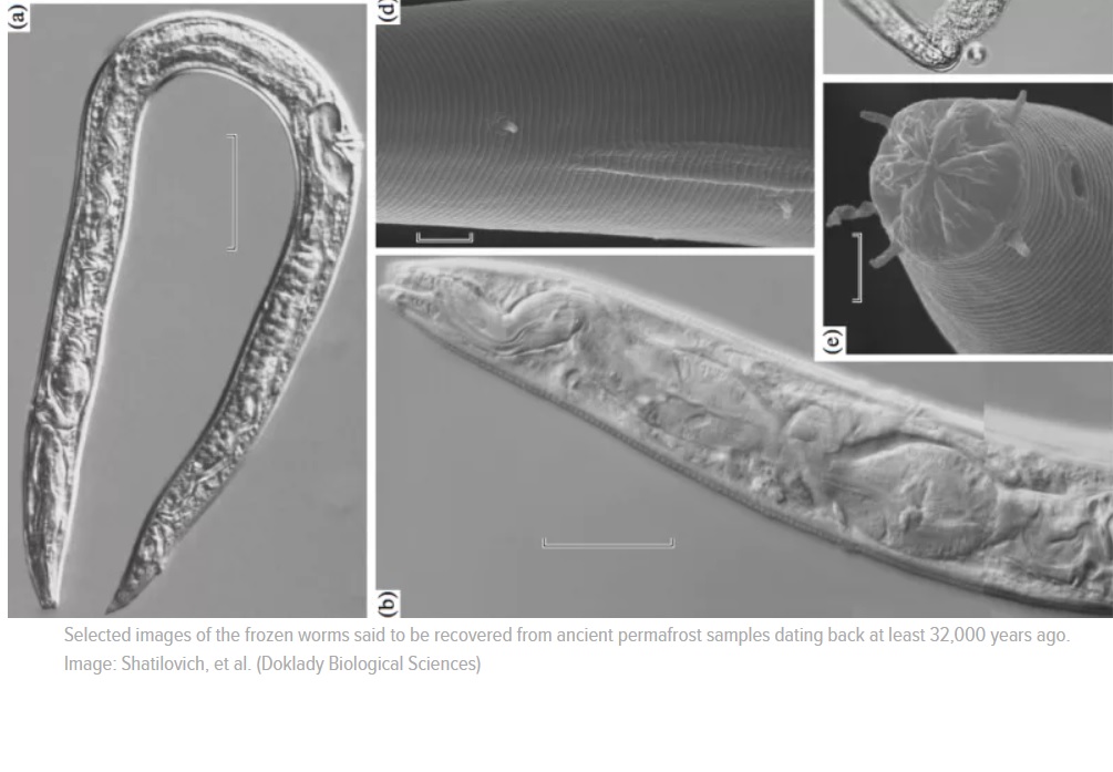 Científicos revivieron gusanos congelados de 42.000 años de edad