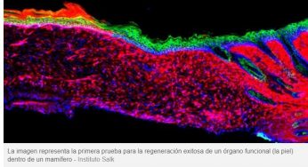 Logran regenerar nueva piel sin usar injertos