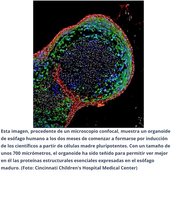 Hacen crecer tejido de esófago a partir de células madre en un laboratorio