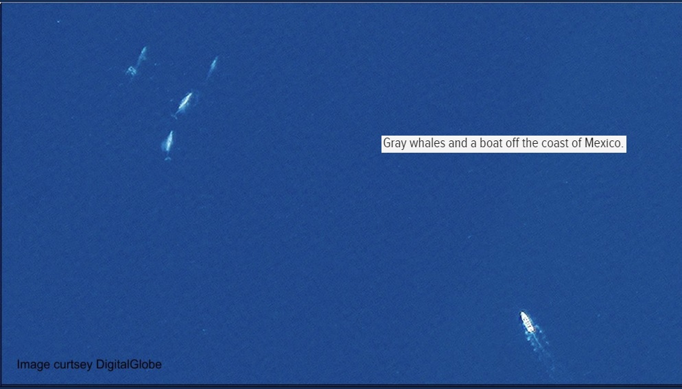 Las ballenas ahora pueden ser rastreadas desde el espacio
