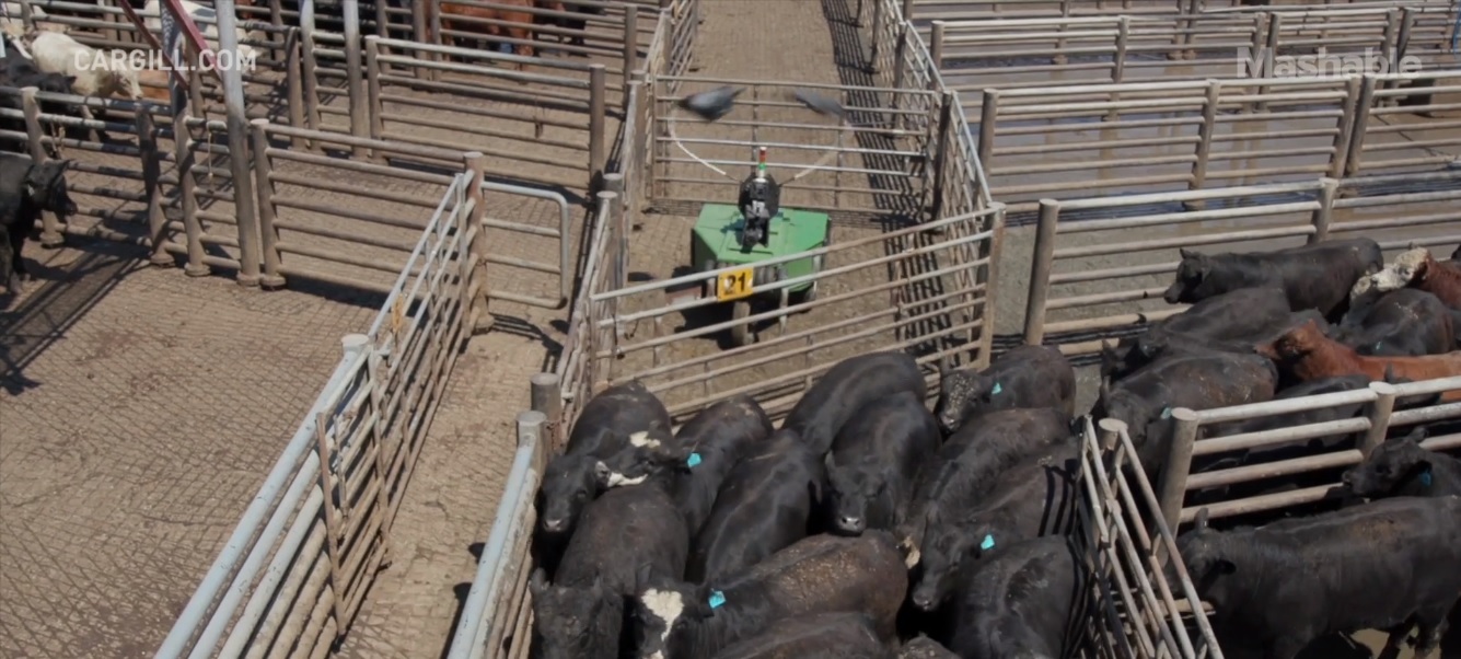 Vaqueros robóticos pastorean el ganado