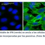 DESCUBIERTA UNA NUEVA ESTRATEGIA UTILIZADA POR LOS VIRUS PARA EVADIR EL SISTEMA INMUNE