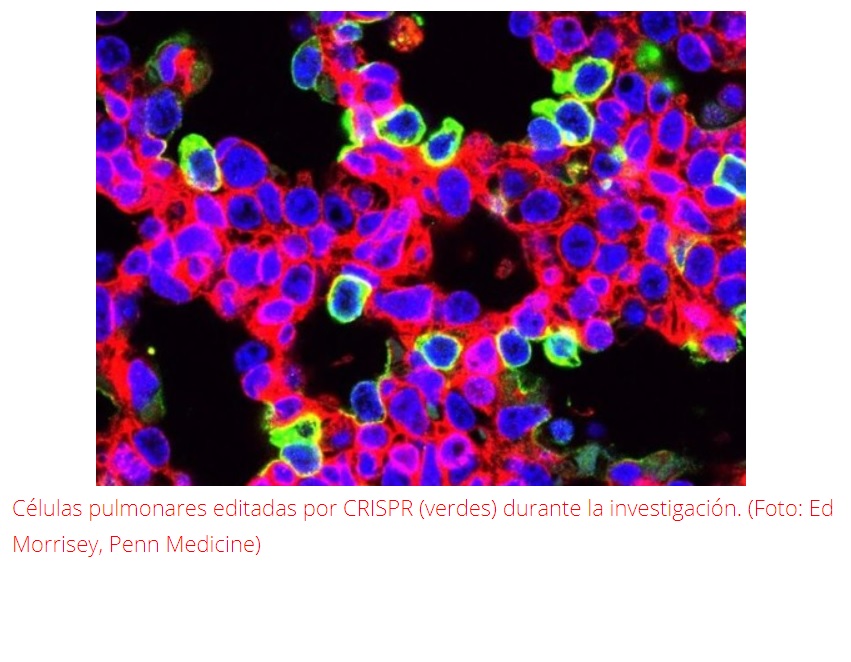 NUEVA TERAPIA CON CRISPR PARA ‘CURAR’ UNA ENFERMEDAD PULMONAR MORTAL EN RATONES