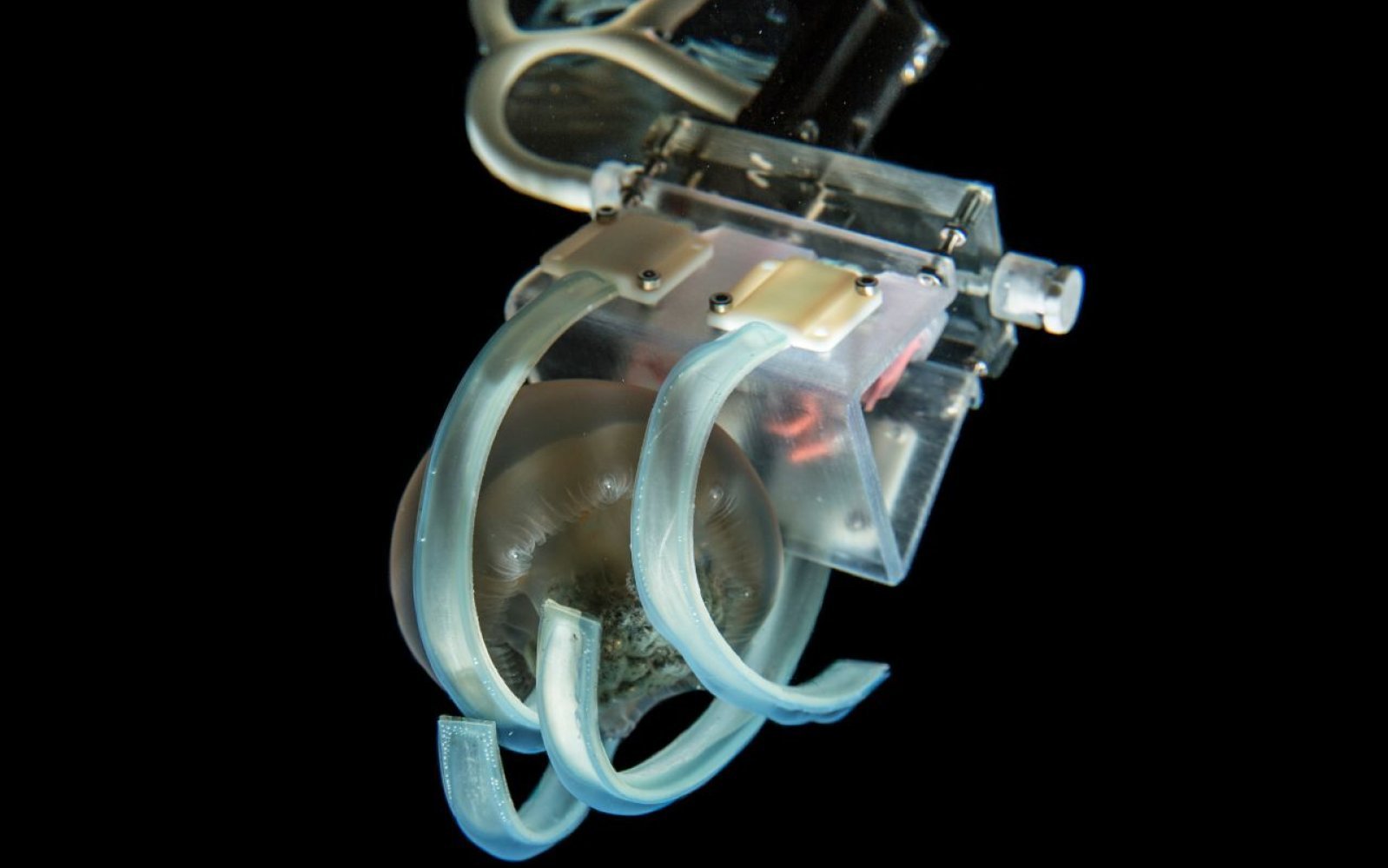 Dedos robóticos blandos y suaves ideales para agarrar medusas