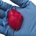 COMPAÑÍA DE BIOTECNOLOGÍA IMPRIME EN 3D UN MINI CORAZÓN HUMANO