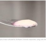 INVESTIGADORES CREAN UNA NUEVA FORMA DE CARNE CULTIVADA