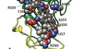 Investigan anticoagulante común para impedir la infección por SARS-CoV2