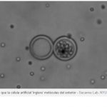 CREAN CÉLULAS ARTIFICIALES CON CAPACIDAD DE CAPTURAR, PROCESAR Y EXPULSAR MATERIAL IGUAL QUE CÉLULAS VIVAS