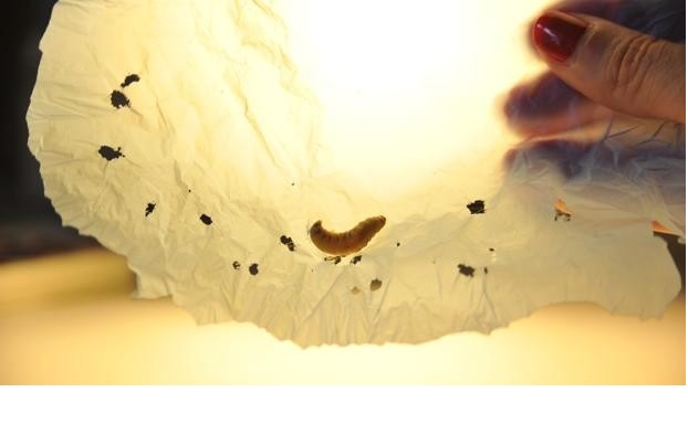 Descubren gusano que desintegra el plástico con su saliva