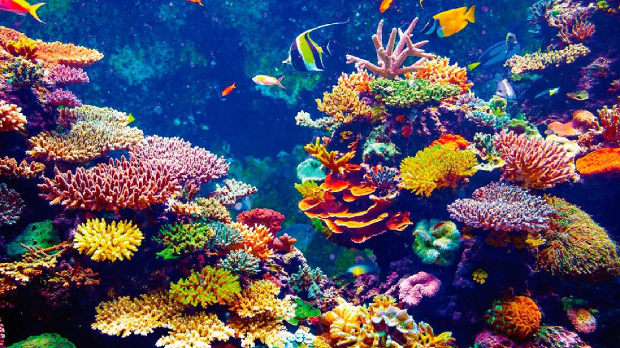 Buscan salvar arrecifes de coral por el sonido que emiten