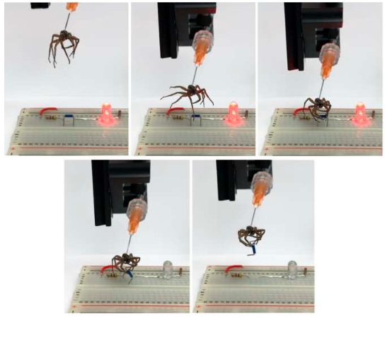 Convierten arañas muertas en robots para agarrar cosas