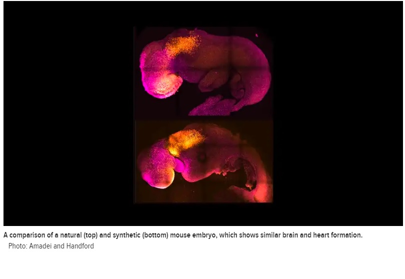 Crean un embrión de ratón a partir de células madre