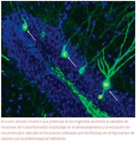 Promueven la creación de neuronas para restaurar la memoria en la enfermedad de Alzheimer