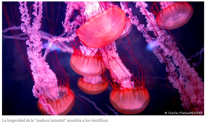 Descubren por qué la ‘medusa inmortal’ vive eternamente