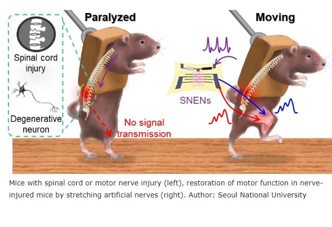 Logran recuperar los movimientos musculares en ratones con parálisis