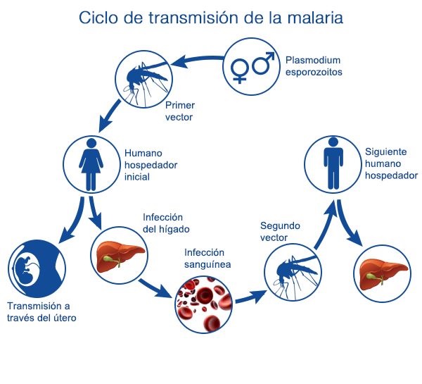 Diseñan mosquitos que no pueden propagar la malaria