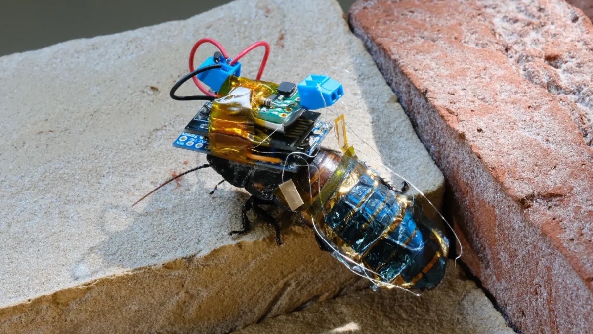 Crean cíborg de cucaracha con batería recargable