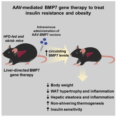 Terapia génica para combatir la obesidad y la resistencia a la insulina