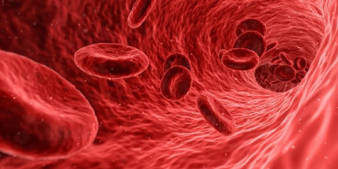 Buscan entregar antibióticos en nuestro organismo usando glóbulos rojos