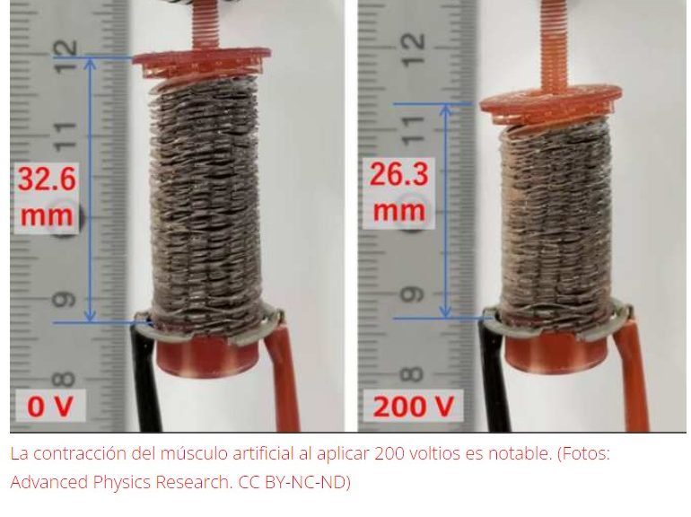 Músculos artificiales a base de actuadores electroestáticos