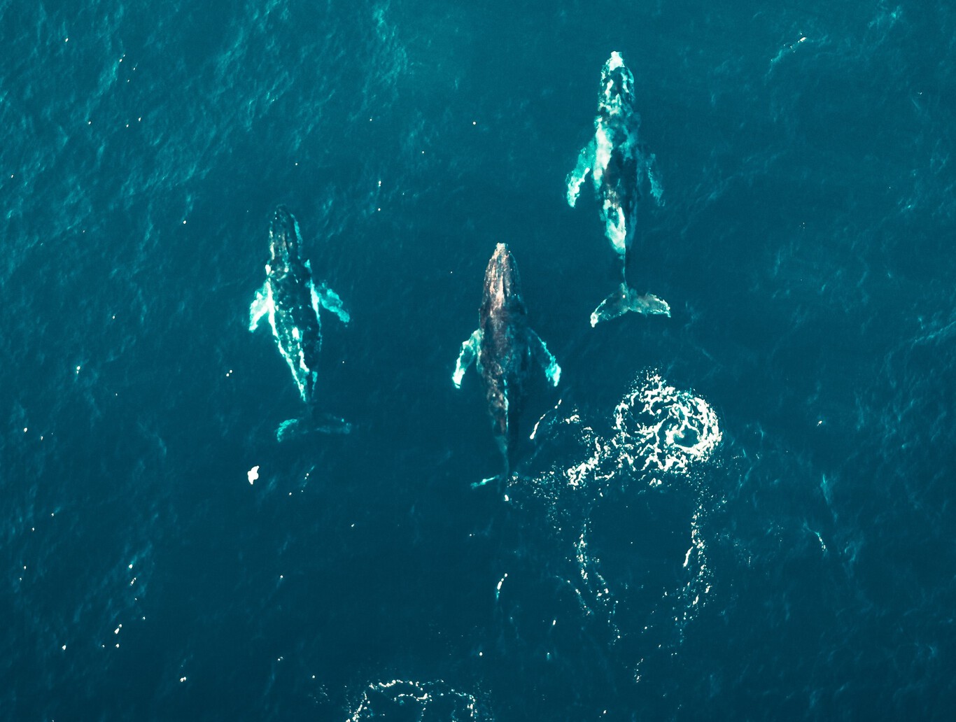 Usan drones e inteligencia artificial para salvar a las ballenas