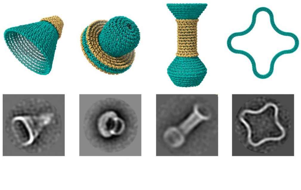 Software permite diseñar objetos, no más grandes que un virus, a partir de ADN