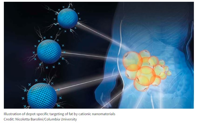 Nanomateriales cargados positivamente tratan la obesidad en cualquier lugar que desee