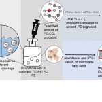 Bacterias que realmente comen plástico