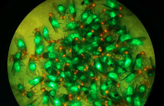 Logran crear moscas fluorescentes