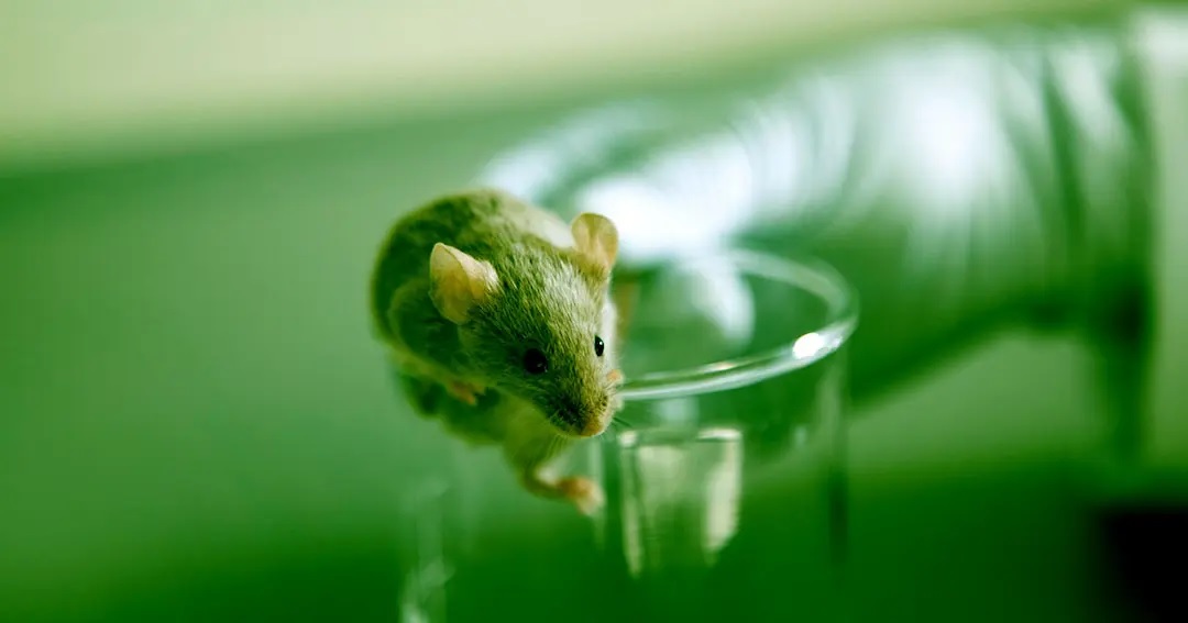 Hackean genéticamente ratones logrando duplicarles su vida