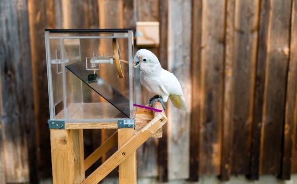 Pájaros capaces de transportar y usar un conjunto de herramientas